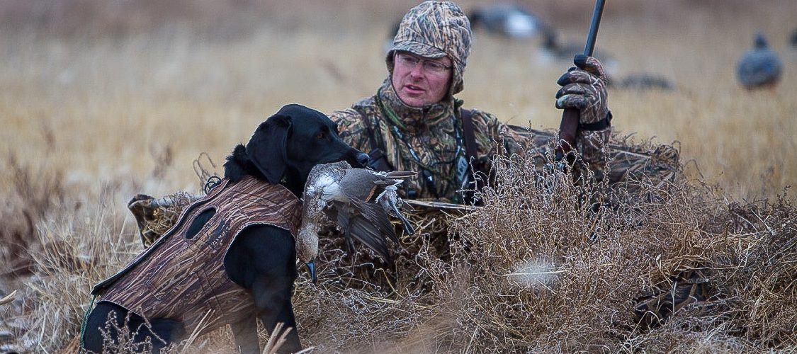 Ulu delivers a Pintail to Scott Stephens during a a hunt in the Canadian Prairies.